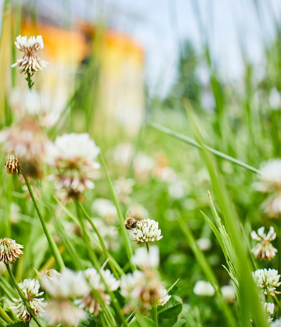 A close-up view of some white flowers with a bee resting on one flower.