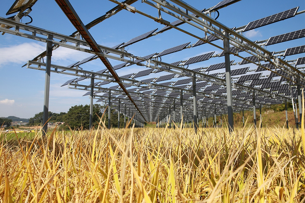 Multiple Hanwha Q CELLS solar modules installed above a golden field under a blue, sunny sky on a farm in rural South Korea